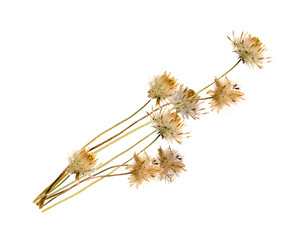 dried flowers against a transparent background