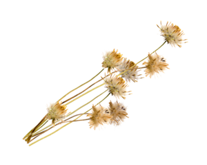 dried flowers against a transparent background