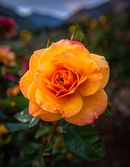 Close-up of vibrant orange rose