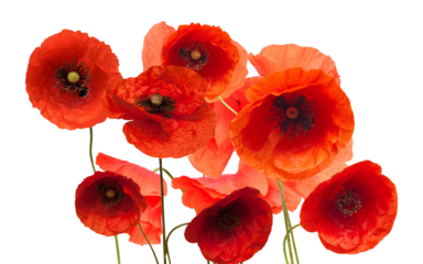 poppy flowers in full bloom