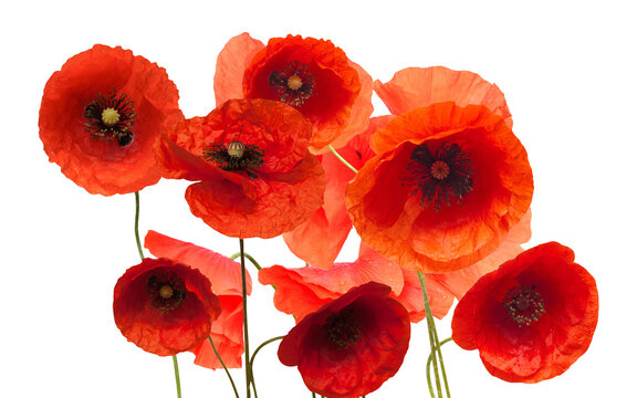 poppy flowers in full bloom - Powered by Adobe