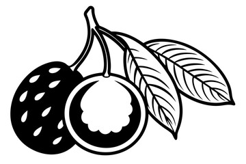 vector illustration of an longan fruit