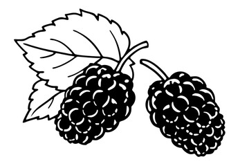 vector illustration of a mulberry