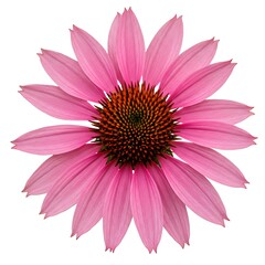 Obraz premium A vibrant pink coneflower isolated on a white background