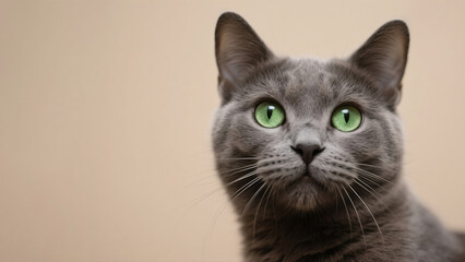 close up portrait of a black cat