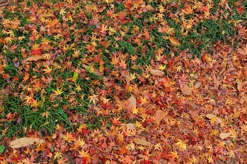 紅葉の絨毯