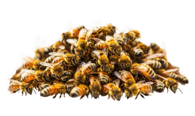 A large pile of honey bees isolated on transparent background, clustered together, showing their intricate details and golden stripes, creating a captivating image of natures wonders