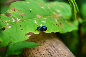 alder leaf beetle, Agelastica alni,
