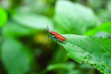 insect on a green leaves in the Nature Forest.