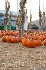 Seasonal pumpkin patch during autumn harvest festivities. Bright orange pumpkins sit on straw beneath tall dried corn stalks.
