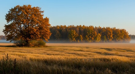 Fototapeta premium Autumnal field with oak tree
