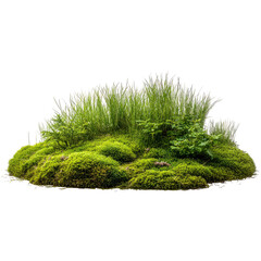 Lush green moss and grass cluster