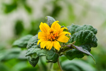 the beauty of yellow flowers is so charming