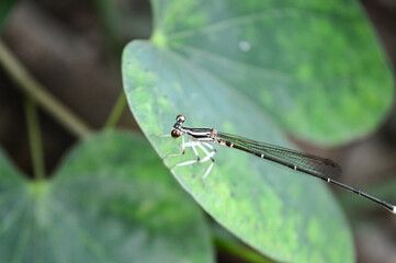 Dragonfly Perched on a Leaf in the Garden.