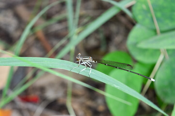 Dragonfly Perched on a Leaf in the Garden.