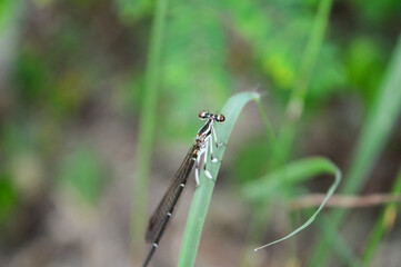 Dragonfly Perched on a Leaf in the Garden.