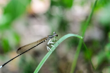 Dragonfly Perched on a Leaf in the Garden.