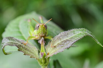 Grasshopper on the Green Leaf in the Nature.