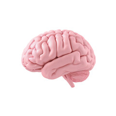 Brain 3D Model on White Background