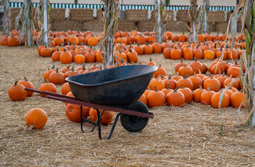 Wheelbarrow in pumpkin patch during autumn harvest. A rustic wheelbarrow sits among rows of bright orange pumpkins on straw at a festive autumn pumpkin patch with hay bales.