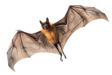 A detailed image of a bat in flight, showcasing its wings and fur.
