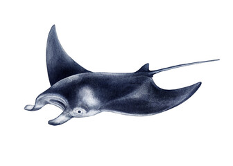 Manta ray fish hand drawn watercolor illustration. Manta alfredi underwater animal vintage style realistic image. Coral reef sea life big fish isolated on white background © anitapol