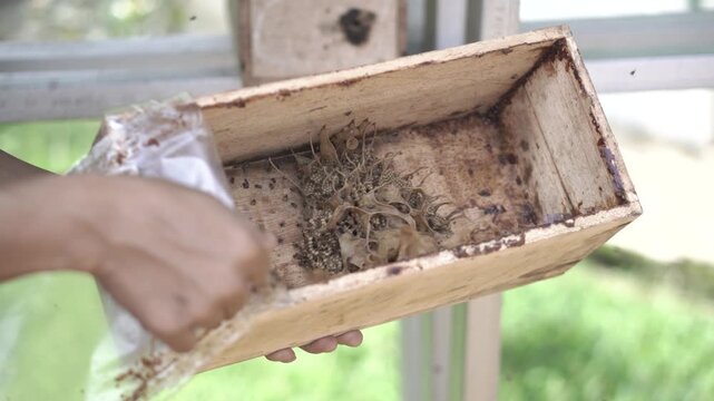 Close-up of Trigona stingless honey bees around their hive, symbolizing pollination, biodiversity, and sustainable honey production.