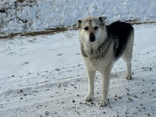 Scenic countryside winter walk with dogs in agricultural land, highlighting snowy fields, farm lifestyle, rural pets, and seasonal outdoor adventure in nature
