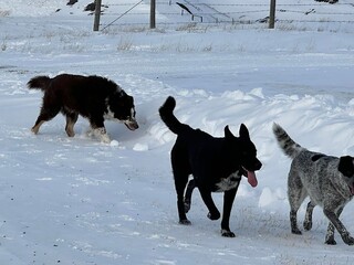 Naklejka premium Scenic countryside winter walk with dogs in agricultural land, highlighting snowy fields, farm lifestyle, rural pets, and seasonal outdoor adventure in nature