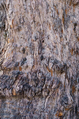 Textured texture pattern brown old wood in summer forest