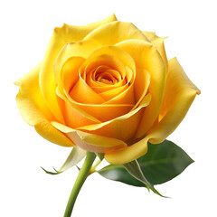 Yellow rose isolated on transparent background