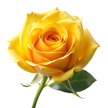 Yellow rose isolated on transparent background