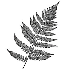 Naklejka premium Detailed monochrome fern frond isolated against a white background, graphic illustration
