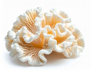 Stunning Natural Coral with Delicate Shapes