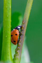 Ladybug (Coccinella) walking on a blade of grass in spring