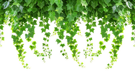 A lush arrangement of cascading green ivy leaves against a white background.