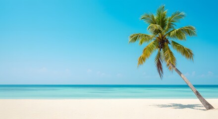Obraz premium Tropical beach palm tree