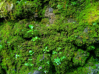 green moss on the stone wall texture