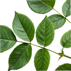 Green rose leaves isolated on transparent background