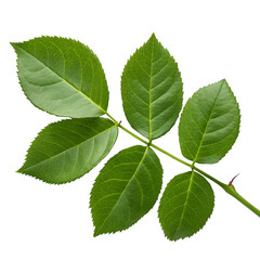 Green rose leaves isolated on transparent background