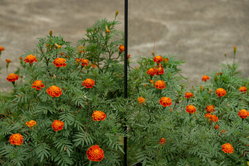 Vibrant marigold flowers in bloom