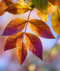 Obraz premium Premium Authentic Autumn Leaves Close-Up with Warm Seasonal Colors Modern Natural Texture for Lifestyle Marketing and Social Media Content