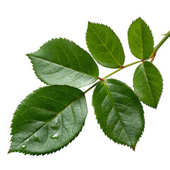 Green rose leaves isolated on transparent background