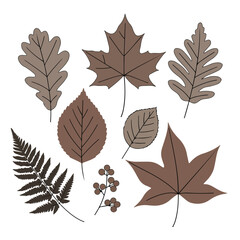 Fototapeta premium Illustration of various leaves and berries in neutral brown tones on a white background