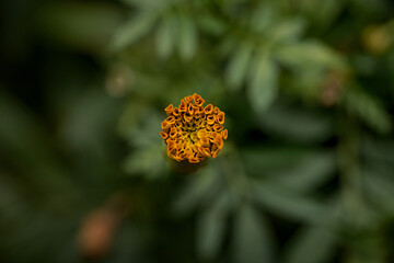 Close-up of marigold flower bud