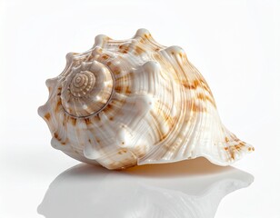 Obraz premium Decorative Spiral Seashell with Orange Accents
