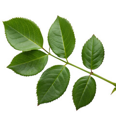 Green rose leaves isolated on transparent background