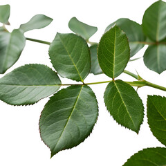 Green rose leaves isolated on transparent background