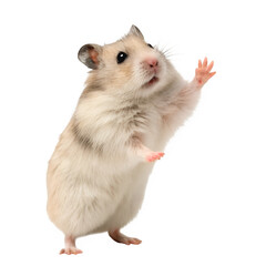 Hamster standing on its hind legs isolated in transparent background