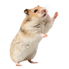 Hamster standing on its hind legs isolated in transparent background